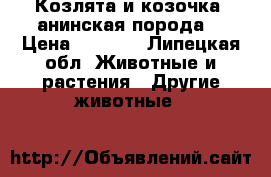Козлята и козочка (анинская порода) › Цена ­ 1 000 - Липецкая обл. Животные и растения » Другие животные   